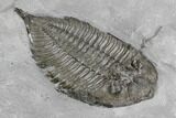 Dalmanites Trilobite Fossil - New York #99079-5